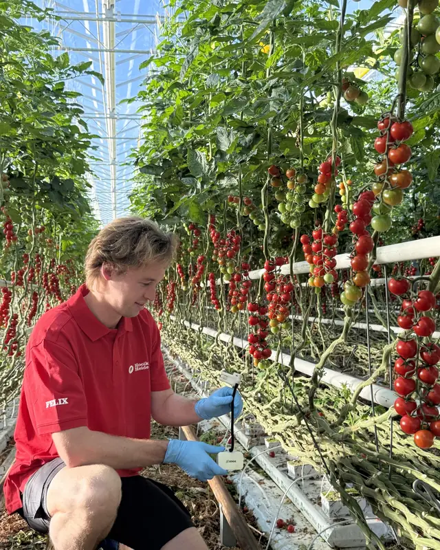 Felix Van Bavel holding a Sensie Omni sensor in the greenhouse